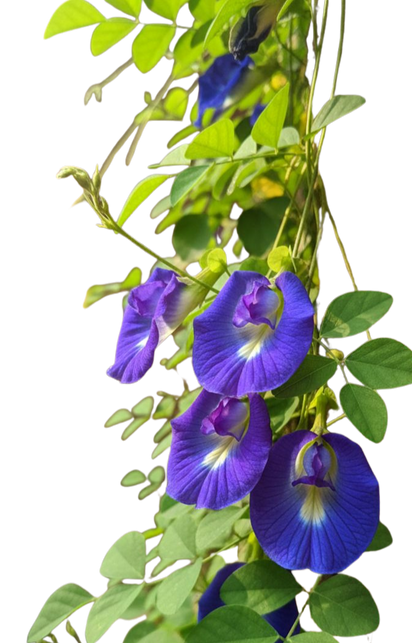 Aparajita(Butterfly pea) - Edited.png