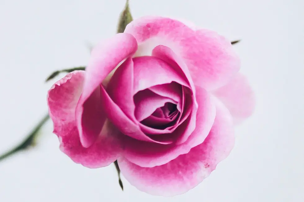 Photo: Unsplash Le roman à l’eau de rose d’hier, avec en tête la célèbre collection Harlequin, se décline dans ce qu’on appelle aujourd’hui la «new romance».