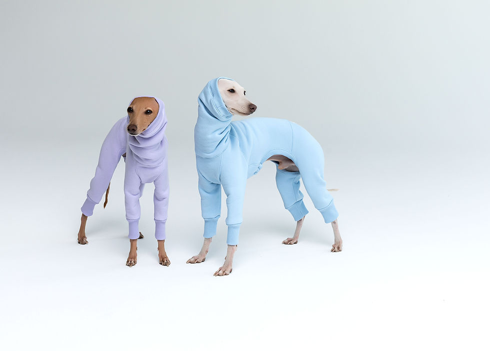 0T8A7649site banner.jpg