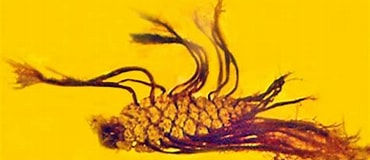 Pine Pods in Amber
