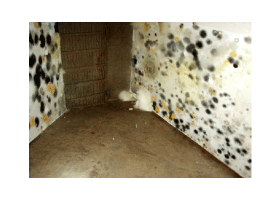 mold basics.gif