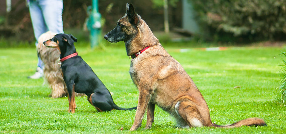 dog-g234d96f17_1920.jpg