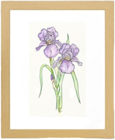 Iris