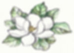 A magnolia white bloom and green leaves