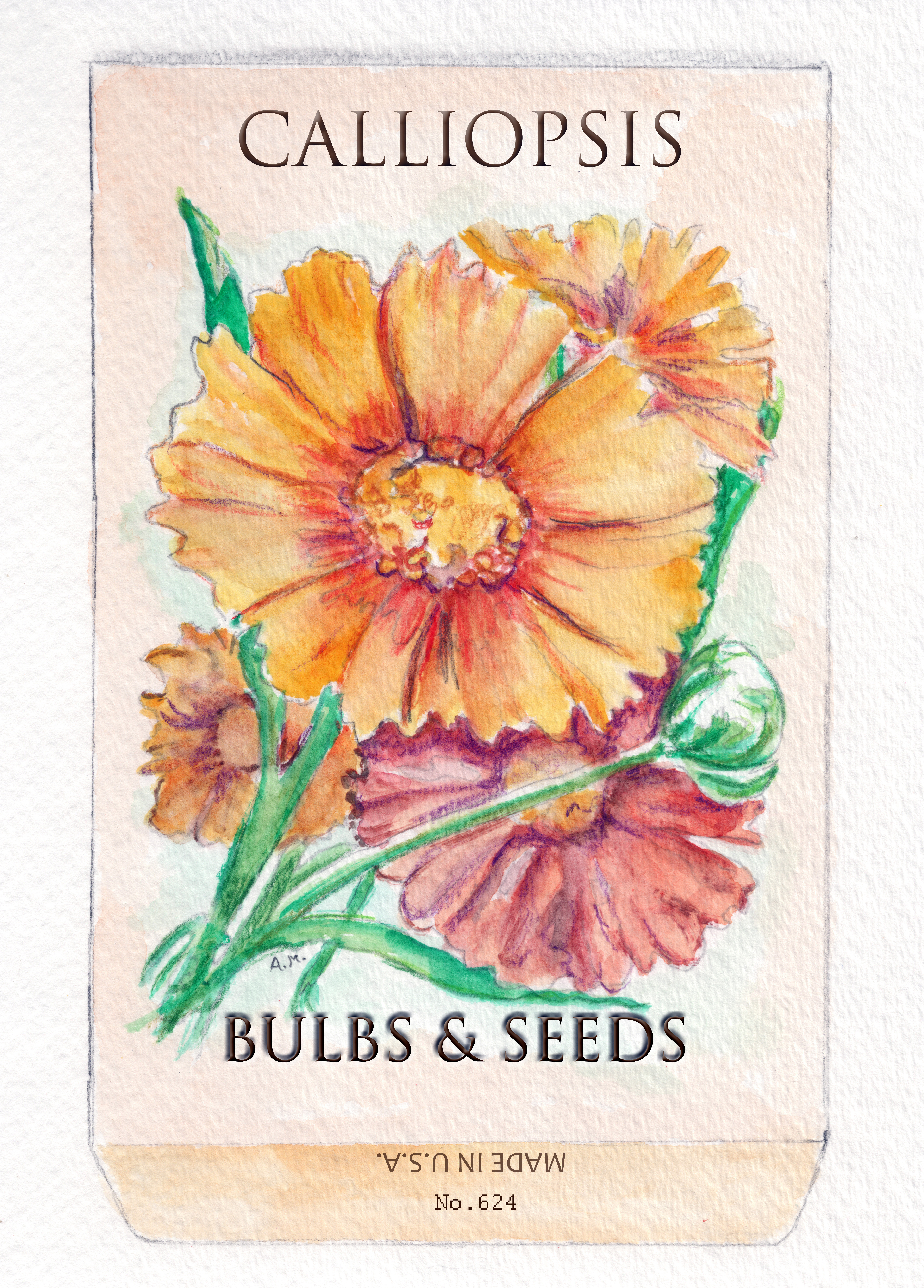 Calliopsis Seed Pack