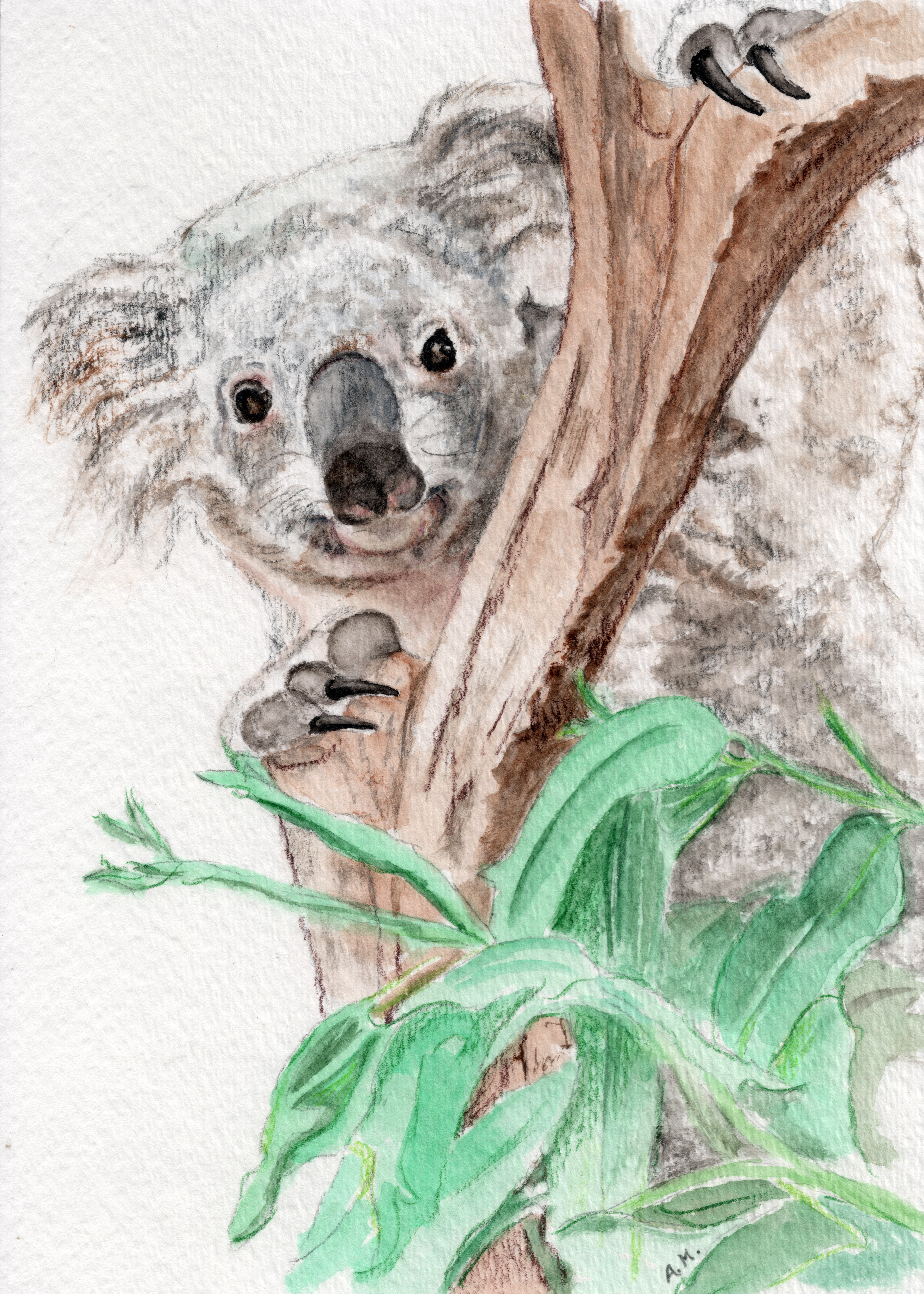 Koala Peek-A-Boo