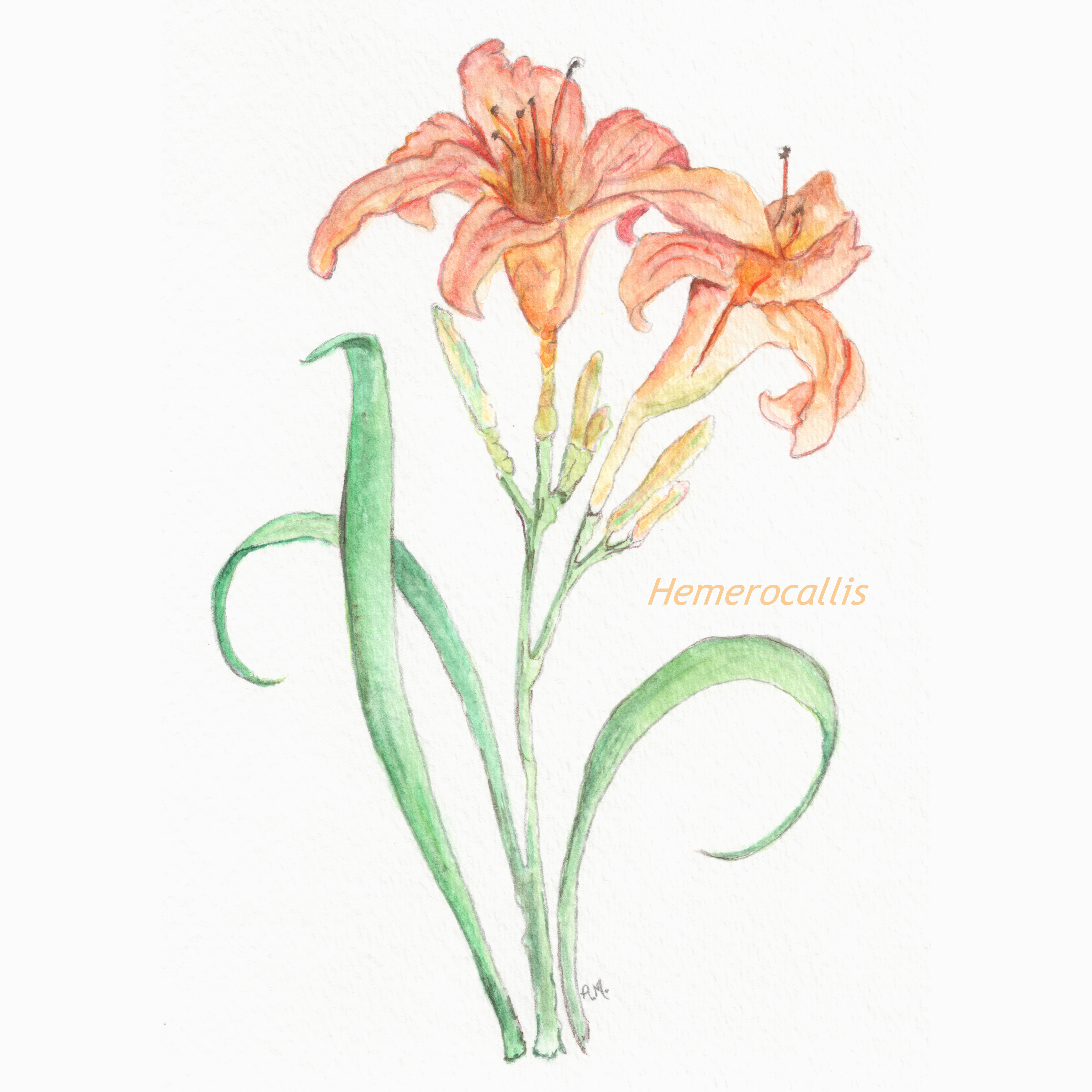 Hemerocallis (Day Lily)