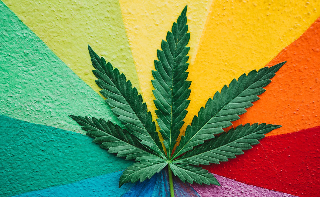 marijuana-plant-with-colorful-wall-background-cannabis-medicine-healthy-lifestyle-ecology-