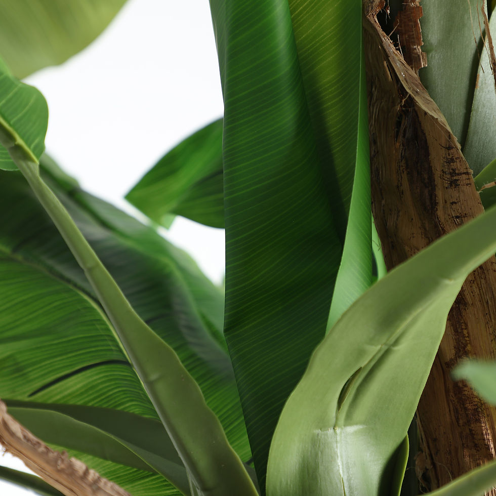 Miniatura: Planta de Banano - 280 cm