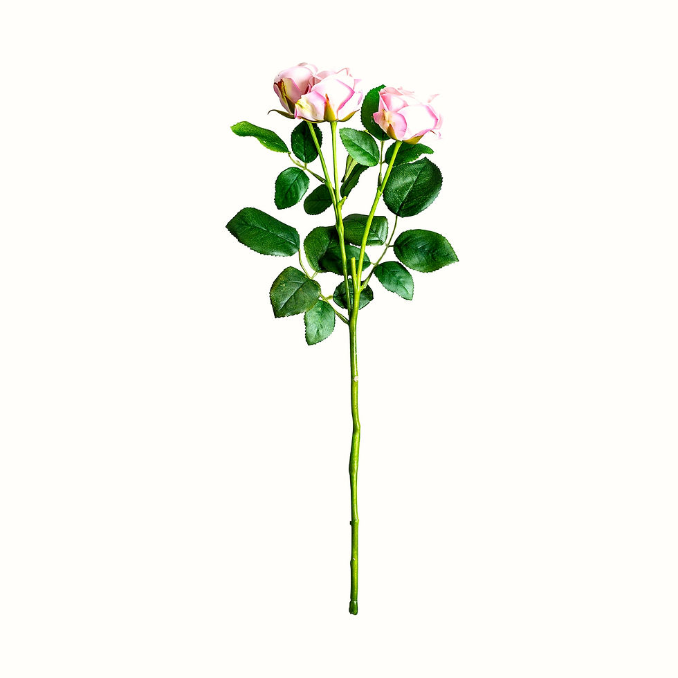 Thumbnail: Set of 12 - Rosal Plant