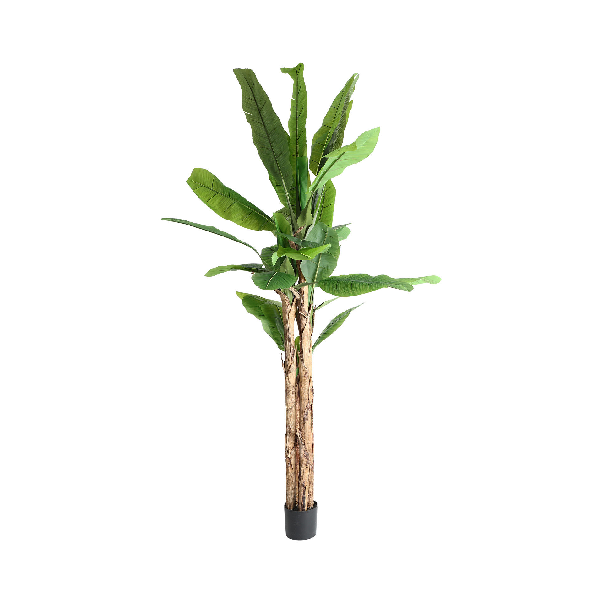 Planta de Banano - 280 cm