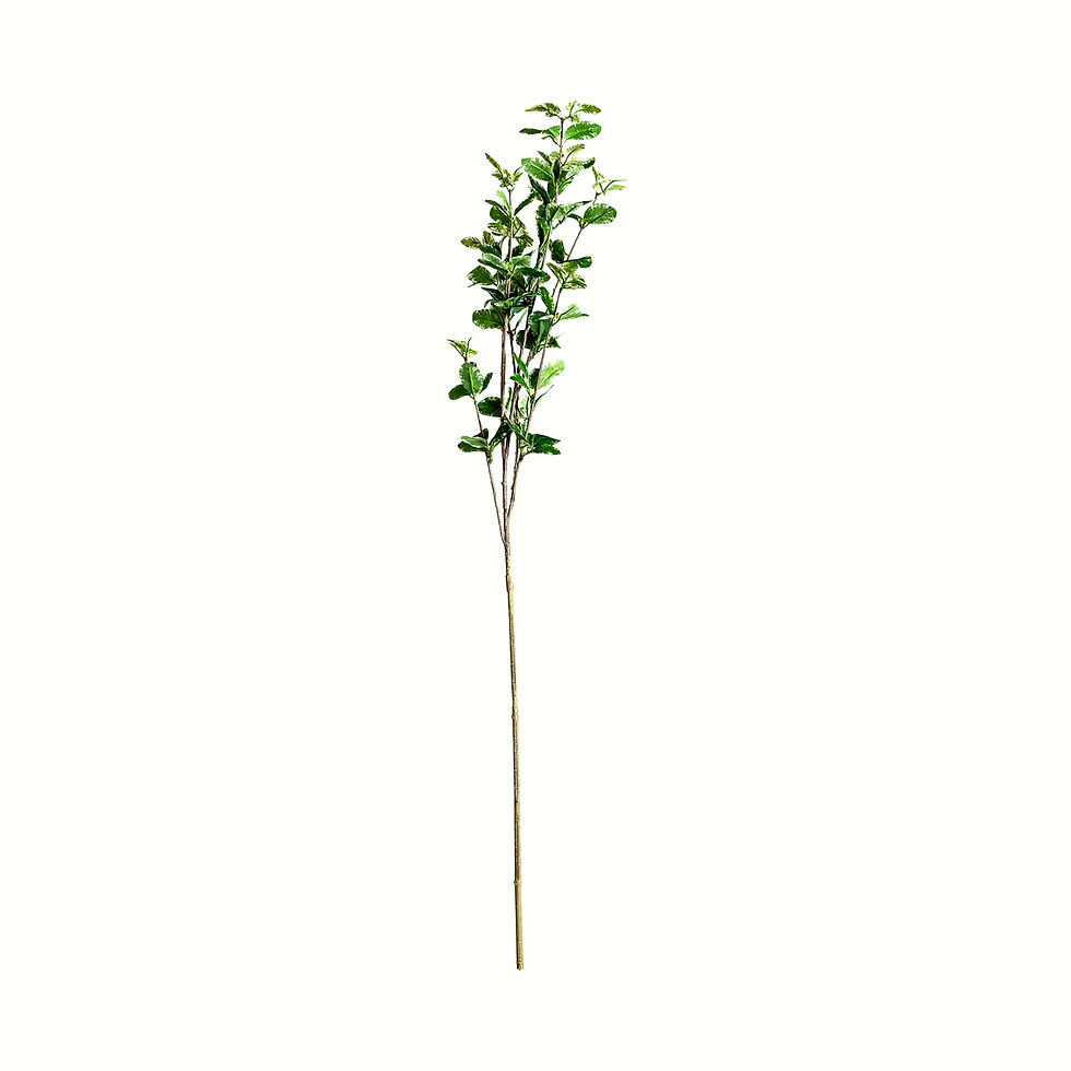 Thumbnail: Set of 24 - Ficus Plant