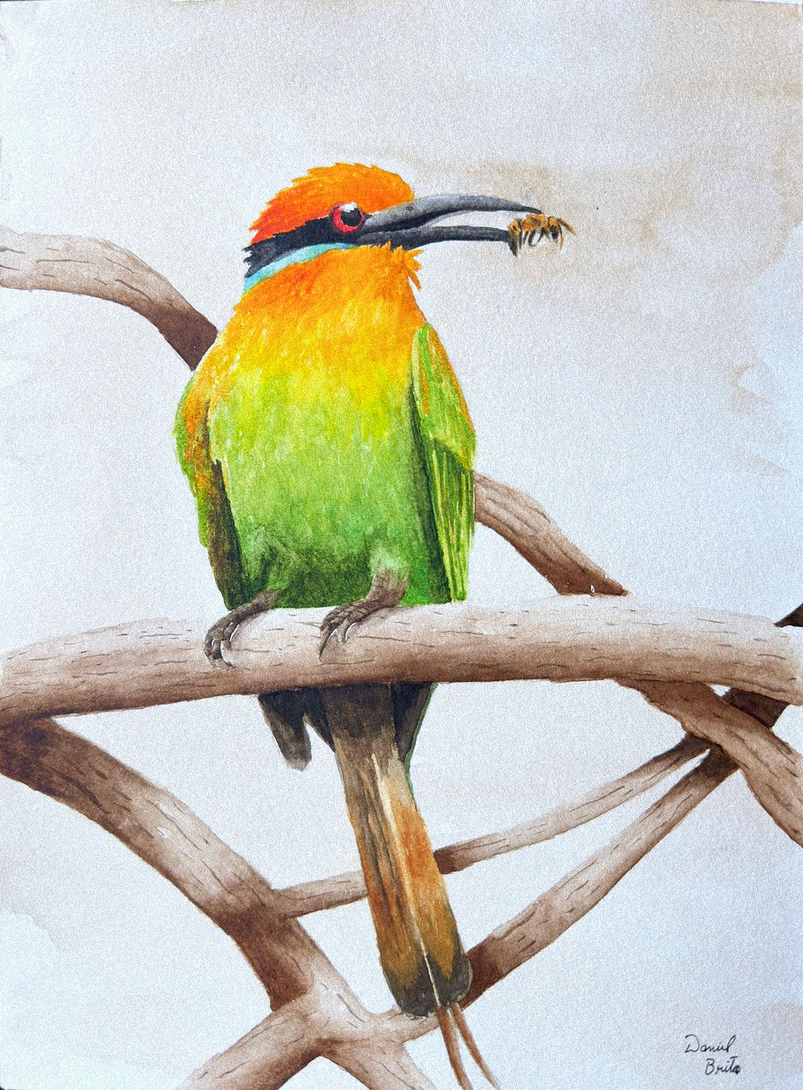 Abelharuco-de-Böhm — Aquarela Digital para Impressão