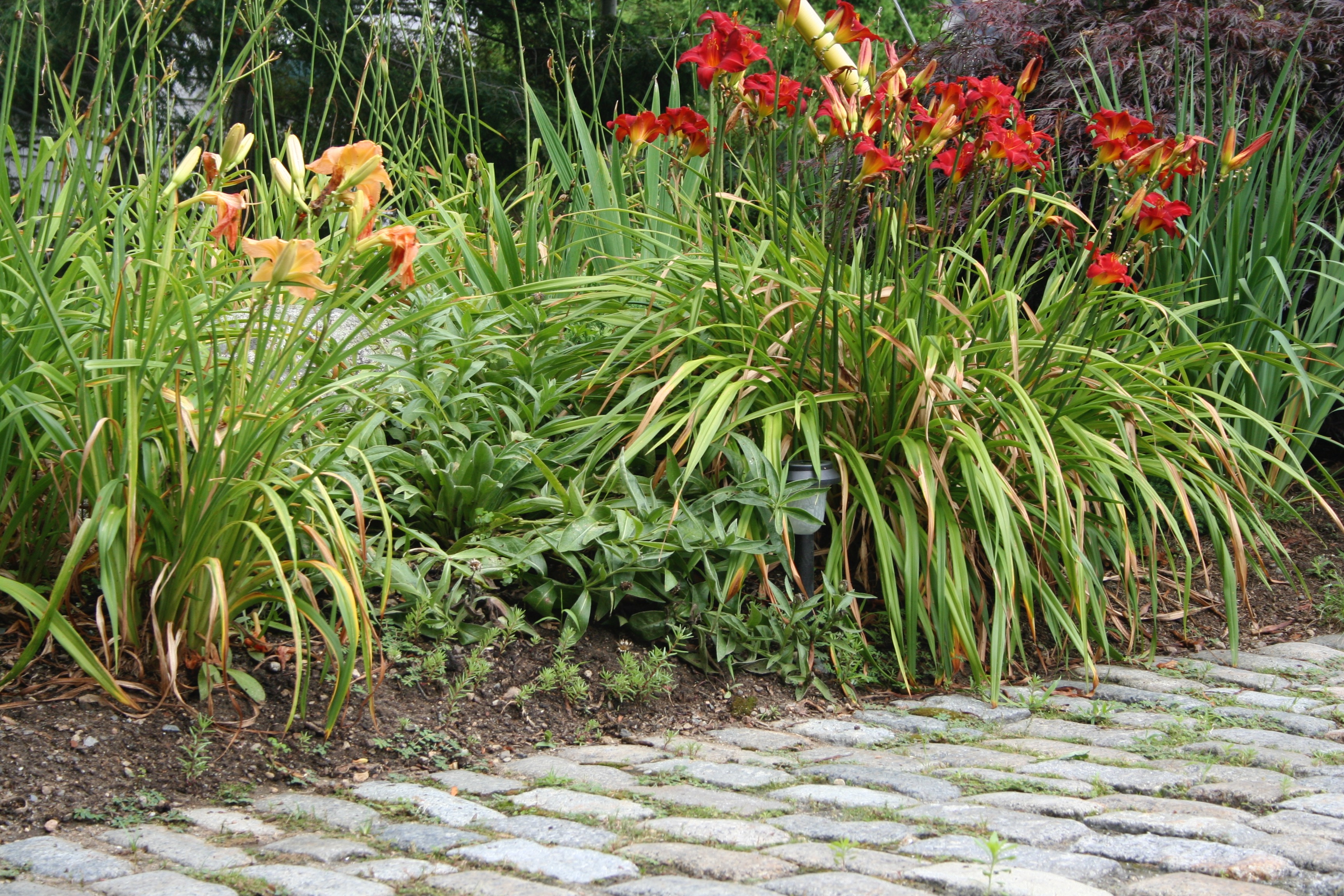 Cobblestone With Daylillies
