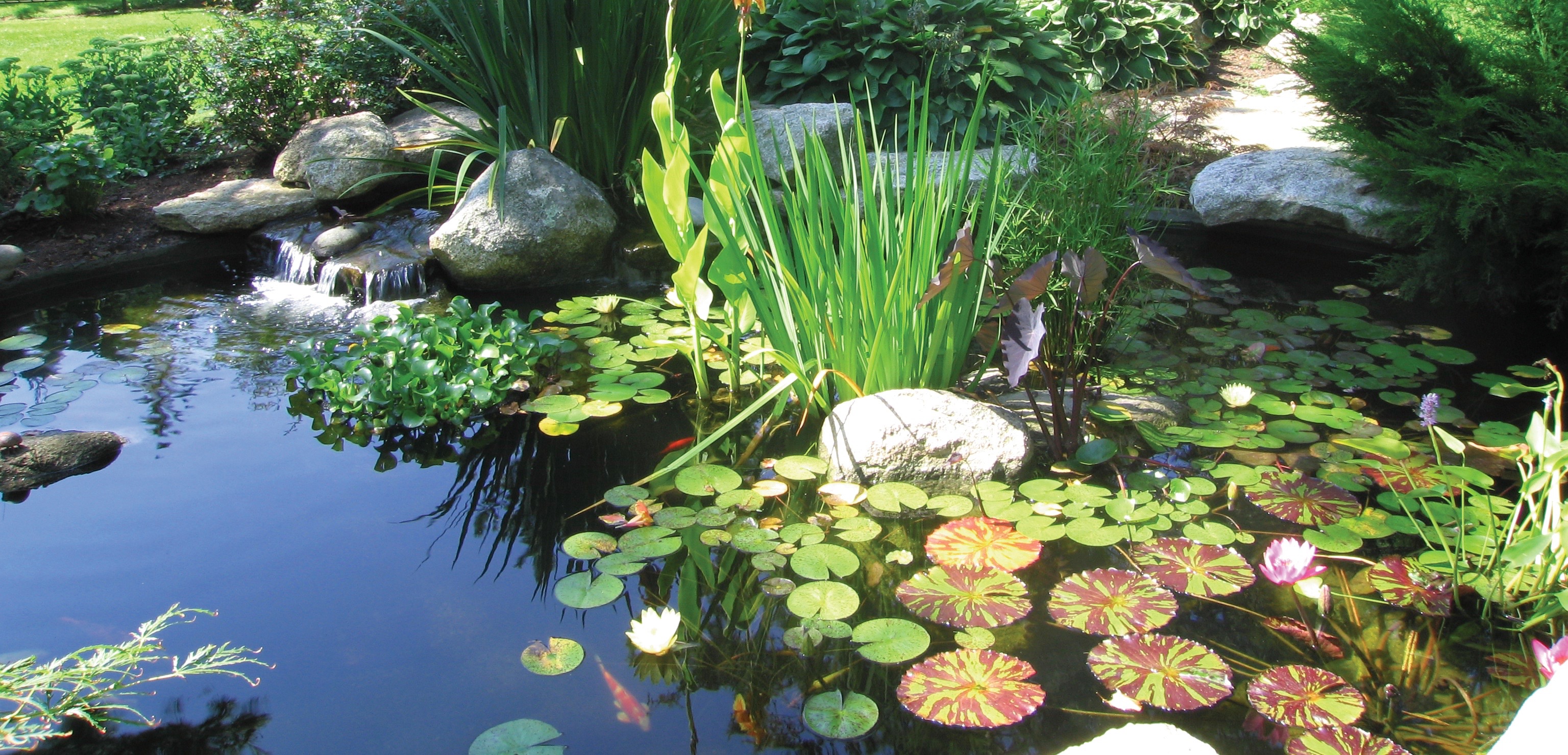 Koi Pond