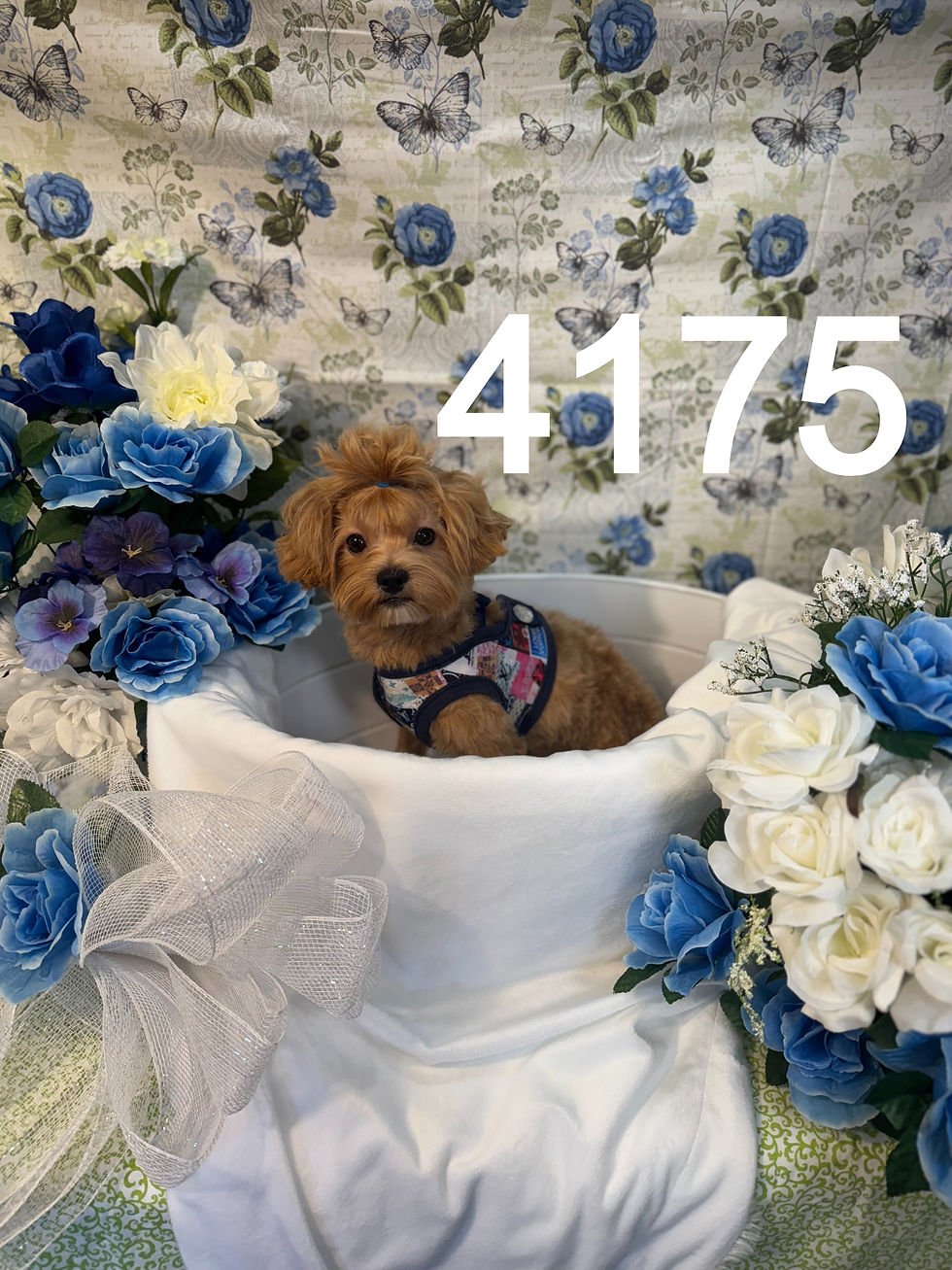 4175-24 Male Daisy