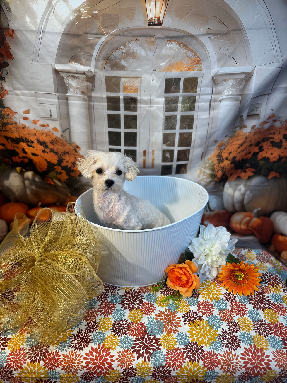 MaltiPoo