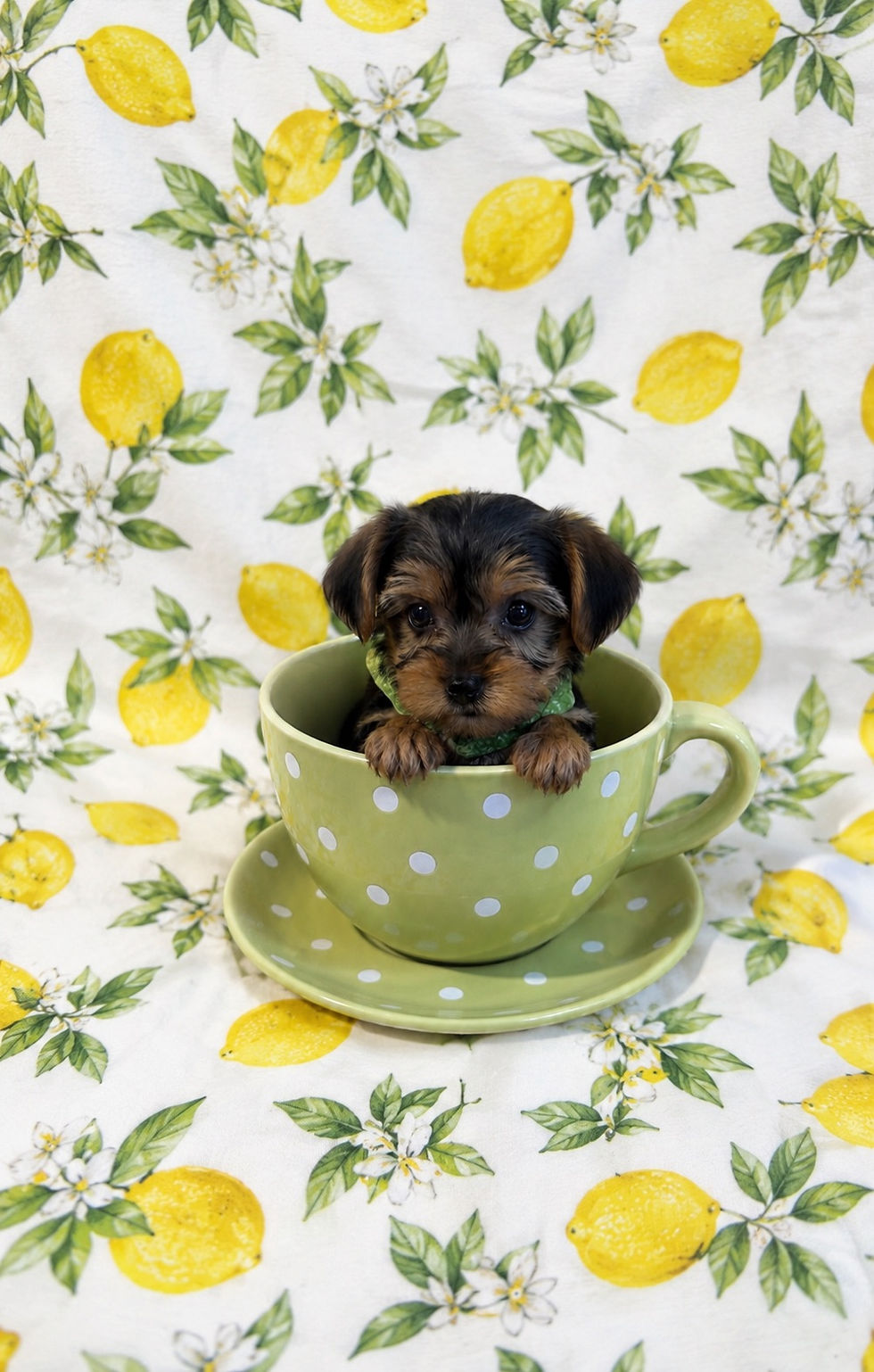 5003-26 Yorkie Male