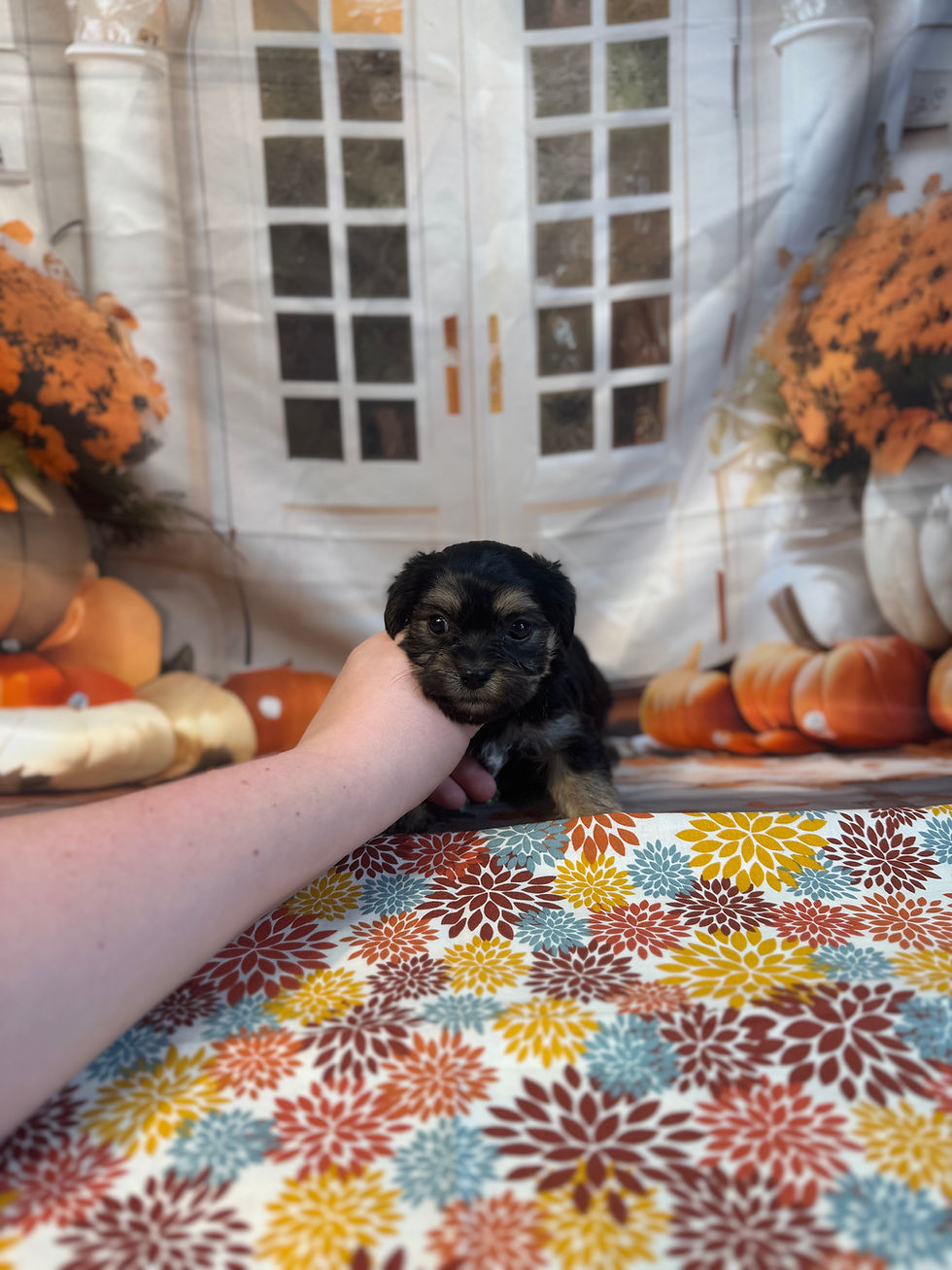 4236-25 Baby Female Morkiepoo