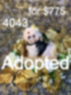 4043-22 Male Maltipoo