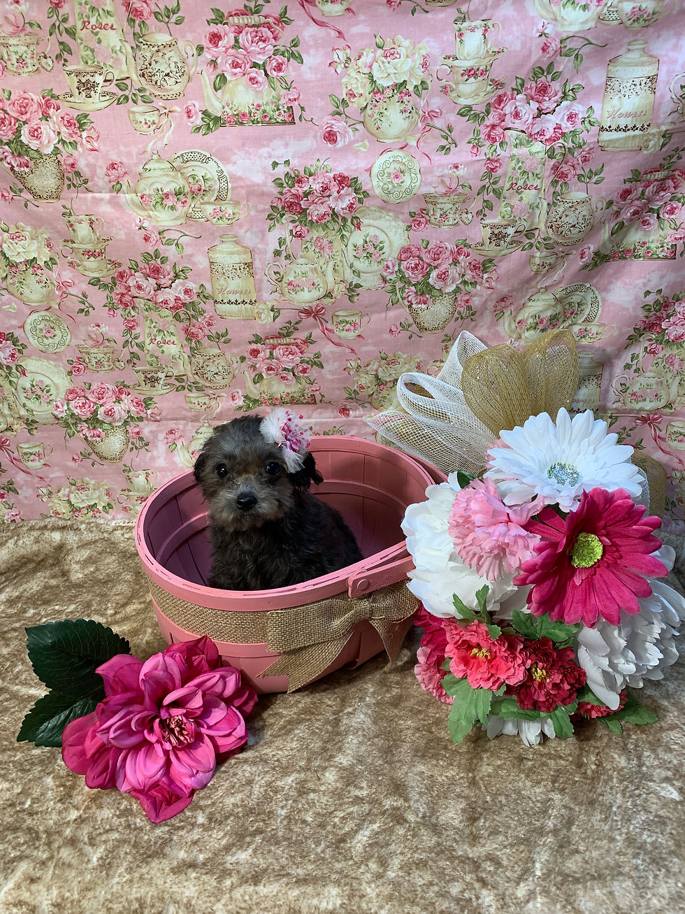 4110-23 Female Poodle