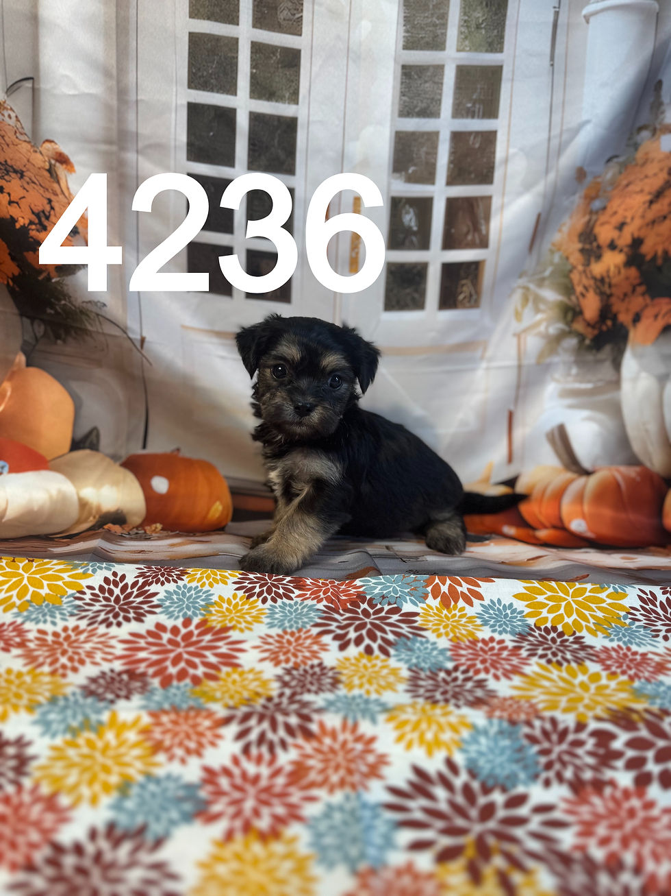 4236-25 Baby Female Morkiepoo
