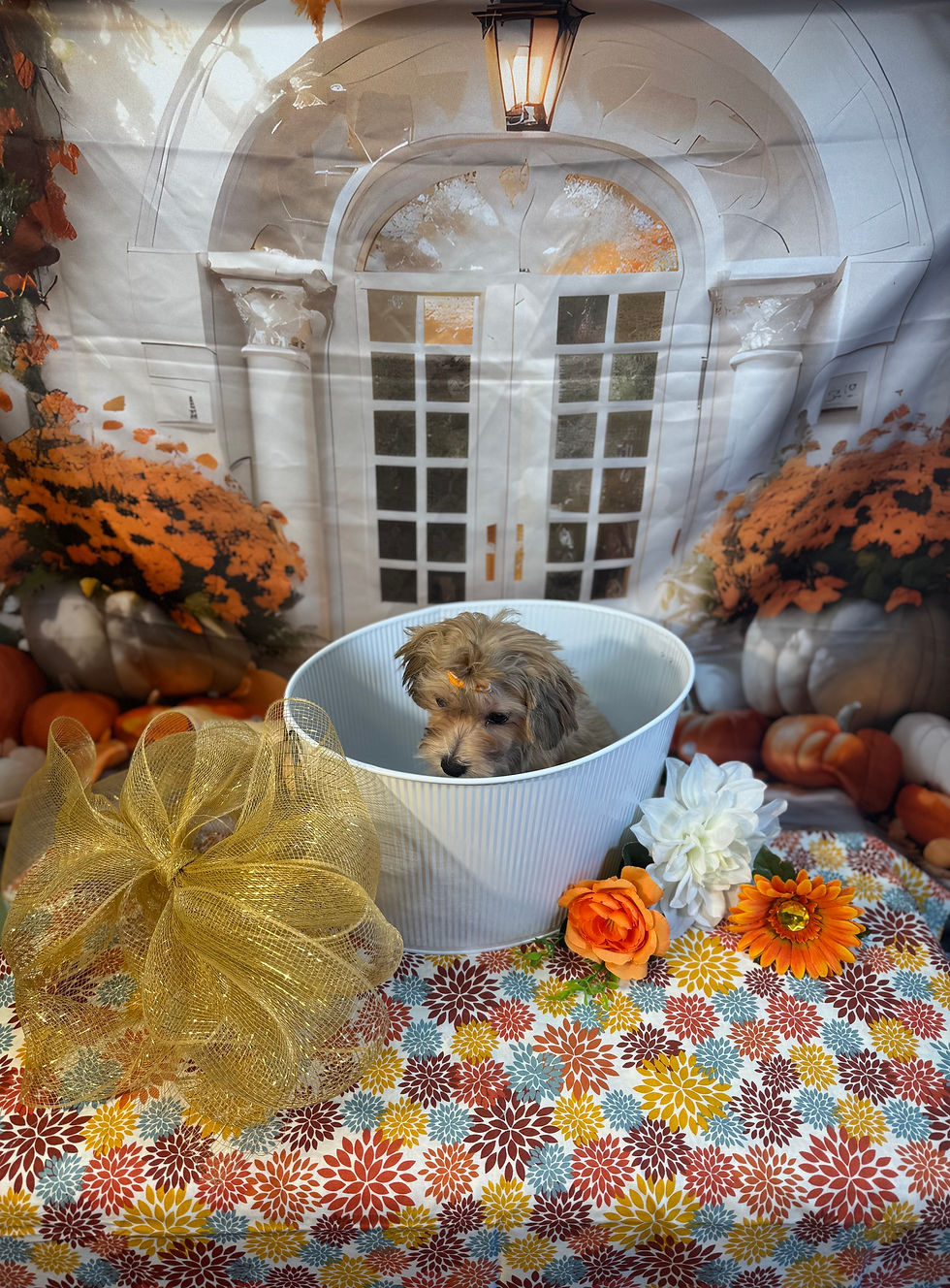 4232-25 Male Maltipoo