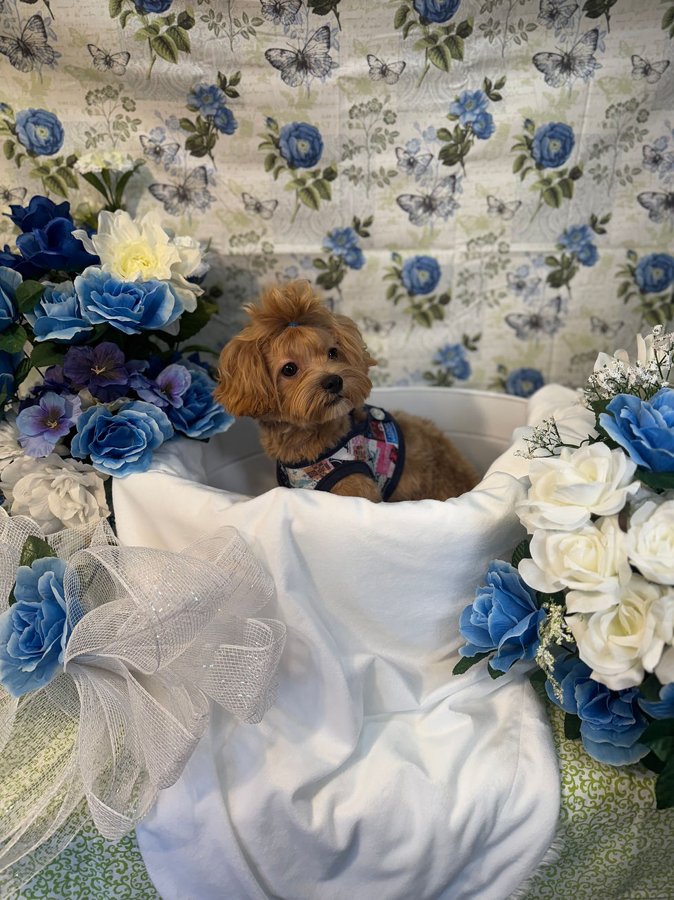 4175-24 Male Daisy