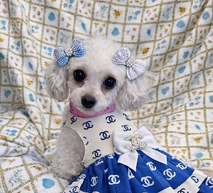 717-19 Poodle Precious