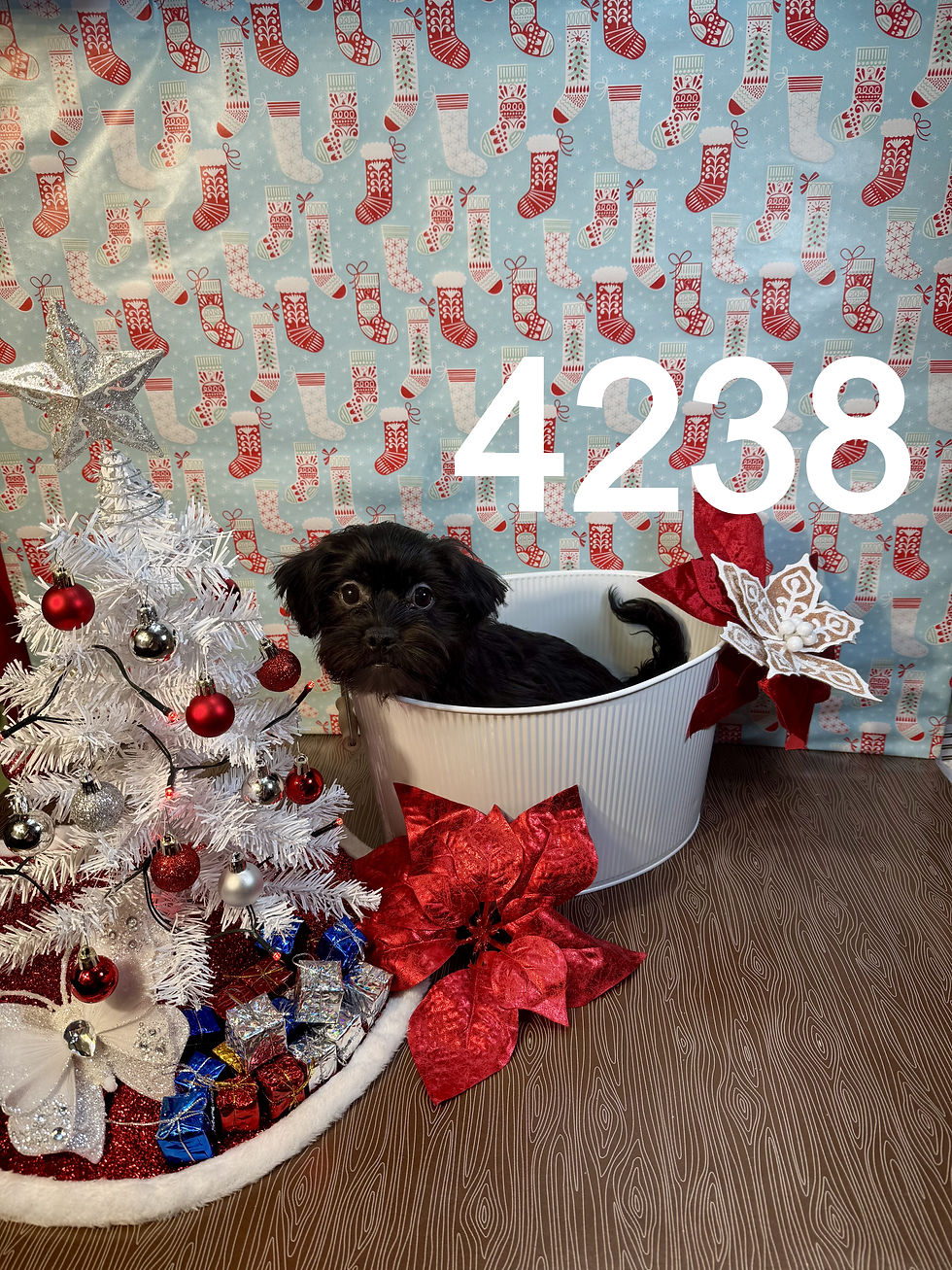 4238-25 Male Morkiepoo