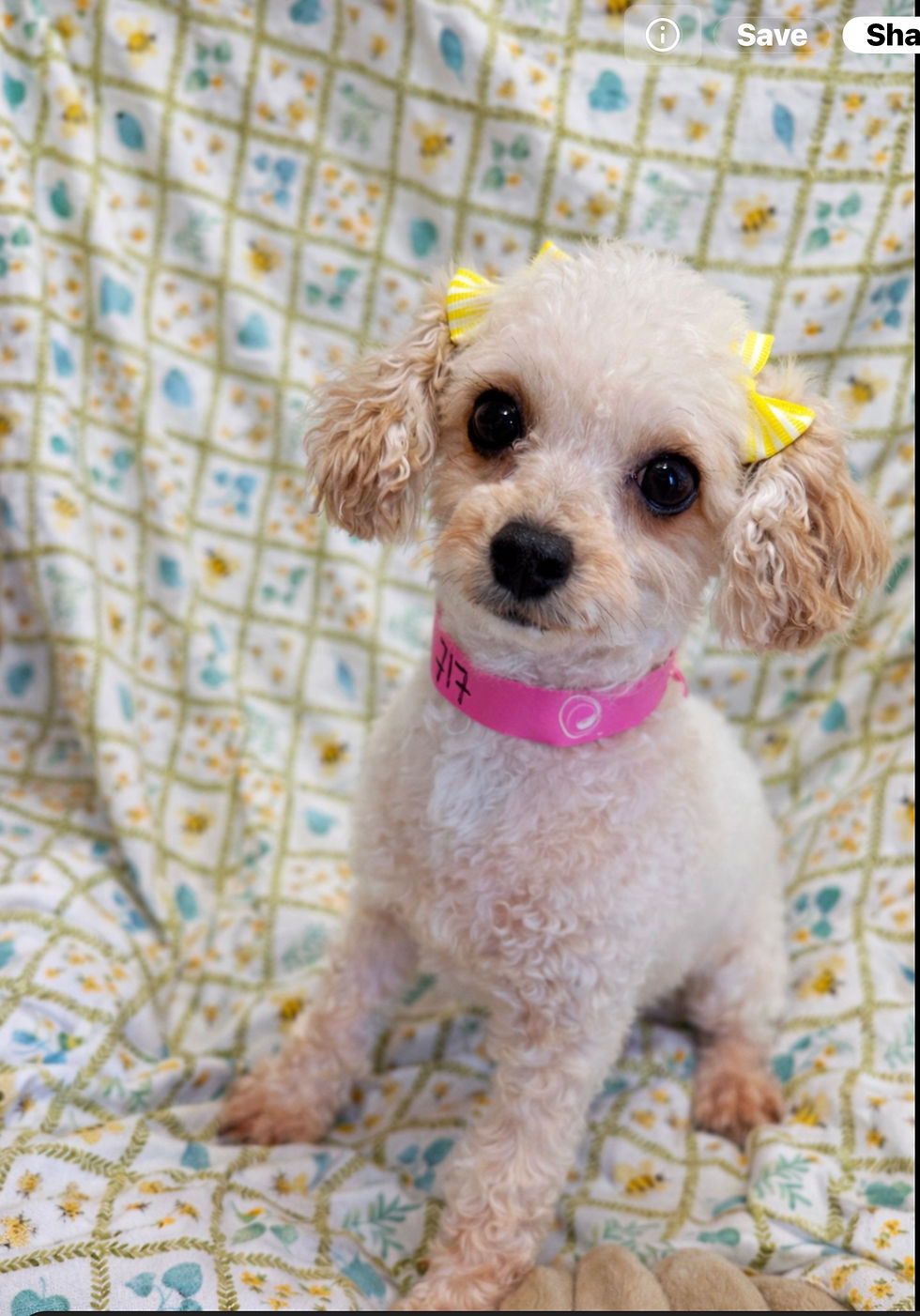 717 Poodle Precious (4)