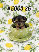5003-26 Yorkie Male 1_edited.jpg