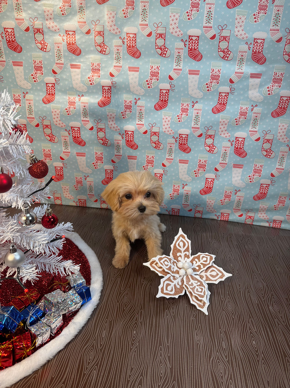 4242-25 Female Maltipoo X-mas