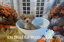 4233-25 Male Maltipoo (5)_edited.jpg