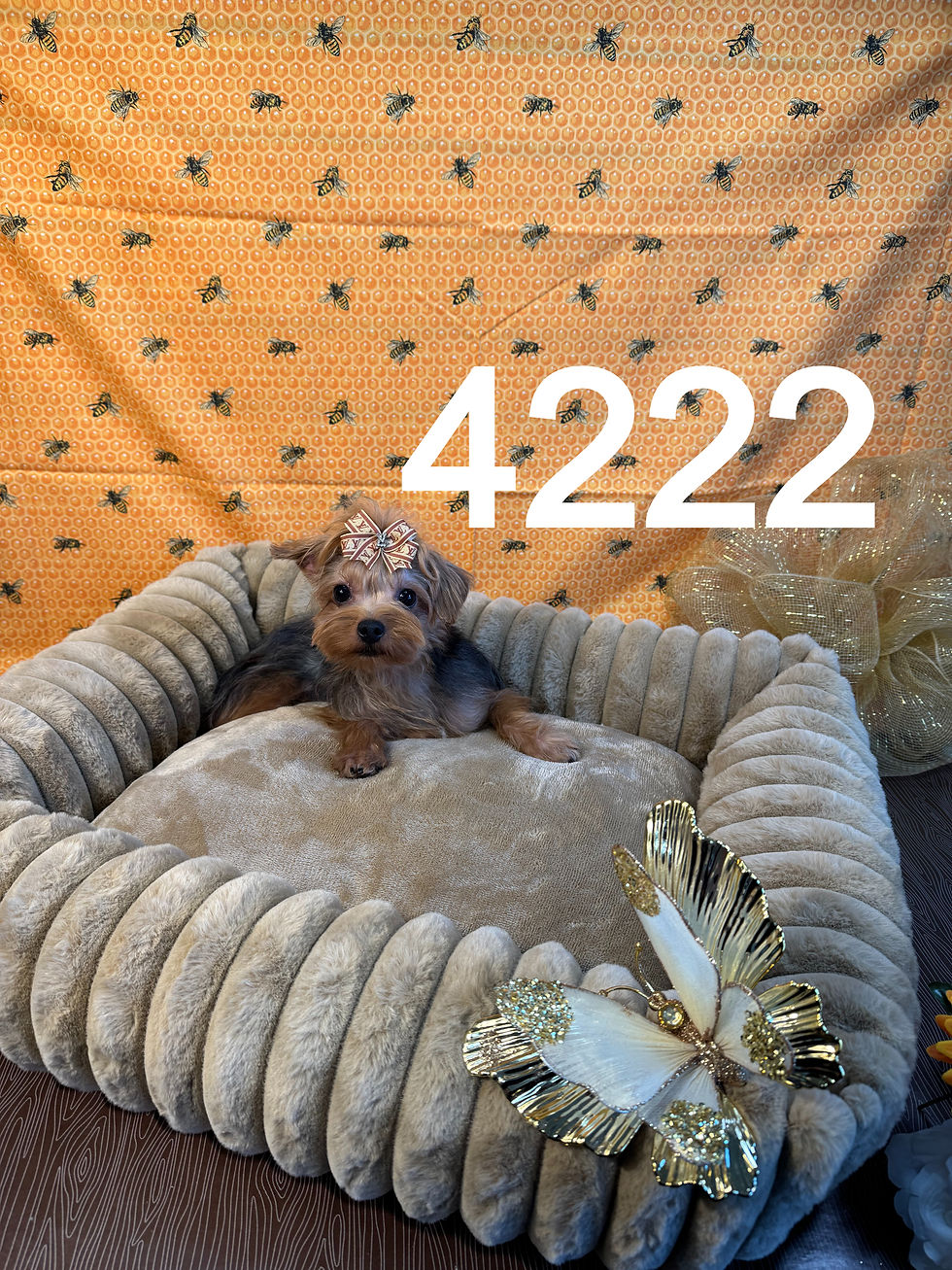 4222-25 Male Yorkie