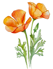 Poppy image.png