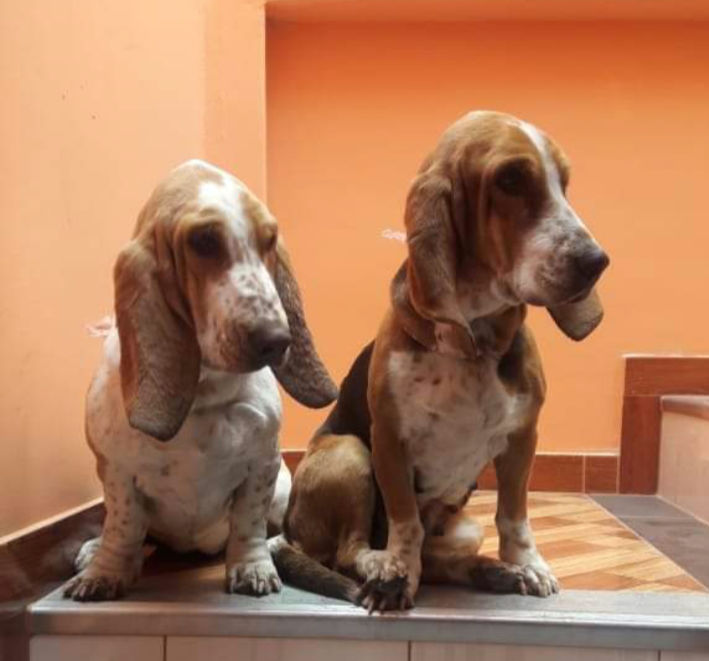 Vive cada d铆a con tu mascota