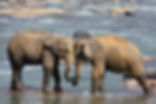 elephant-471480_1280.jpg