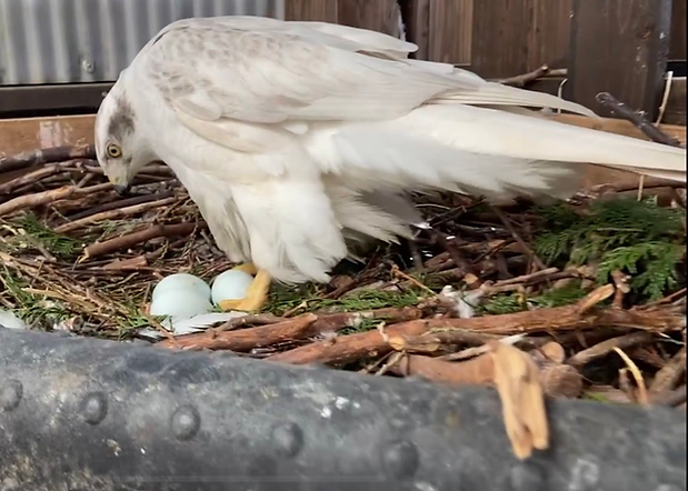 シロオオタカ 繁殖