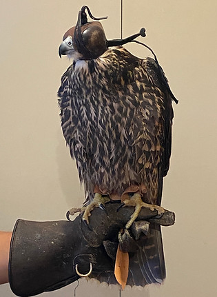 2023繁殖ペレグリン