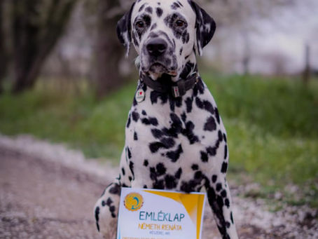 Obedience vizsga