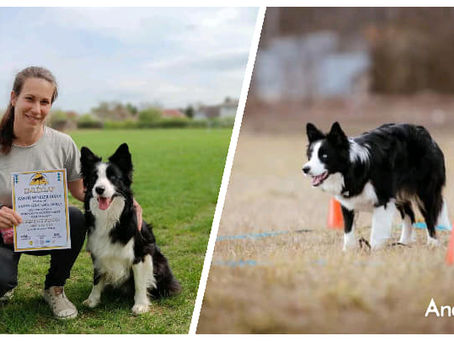 Obedience vizsga