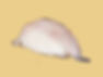 WOLFSBARSCH NIGIRI