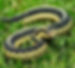 snake-garter