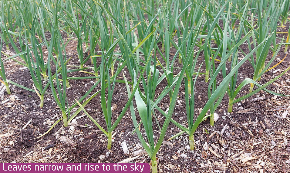 Silverskin Garlic