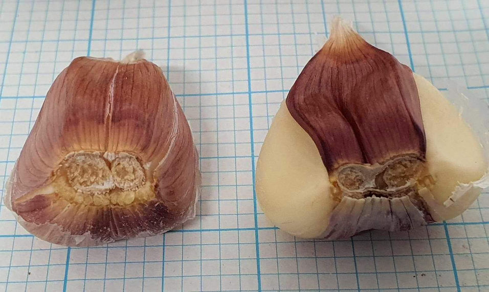 Garlic Double or Triple Shoots