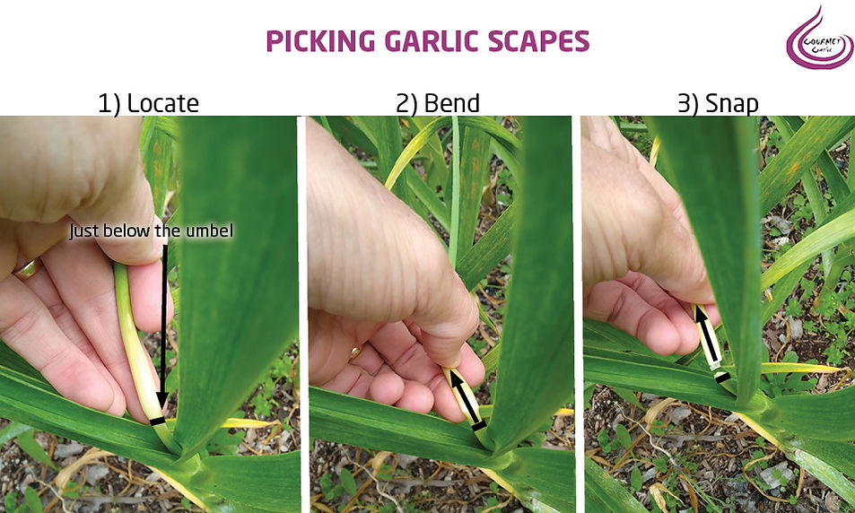 Picking garlic scapes