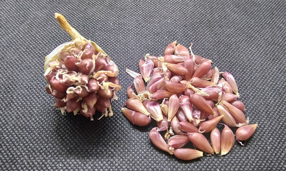 Silverskin Garlic