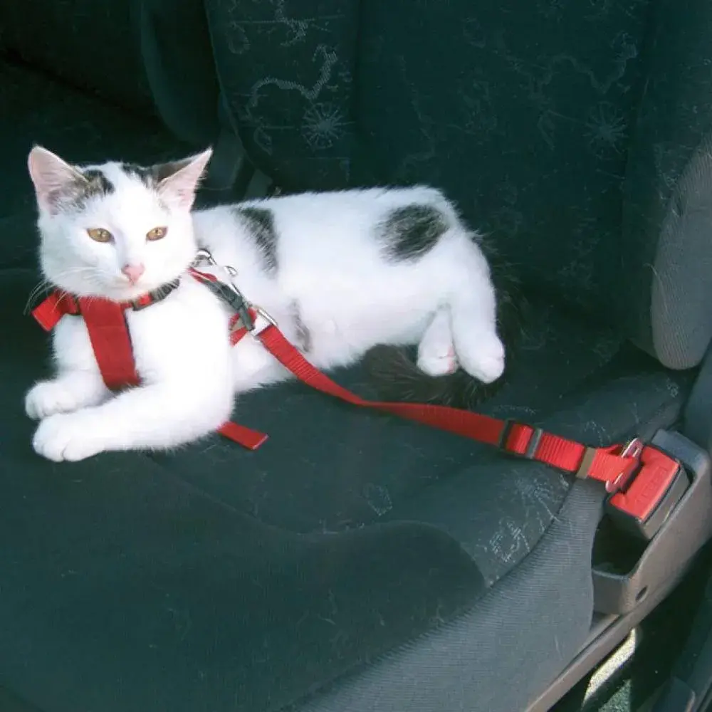 Cinto de Segurança para Gatos – Ajustável, Estampado e com Trava de Segurança