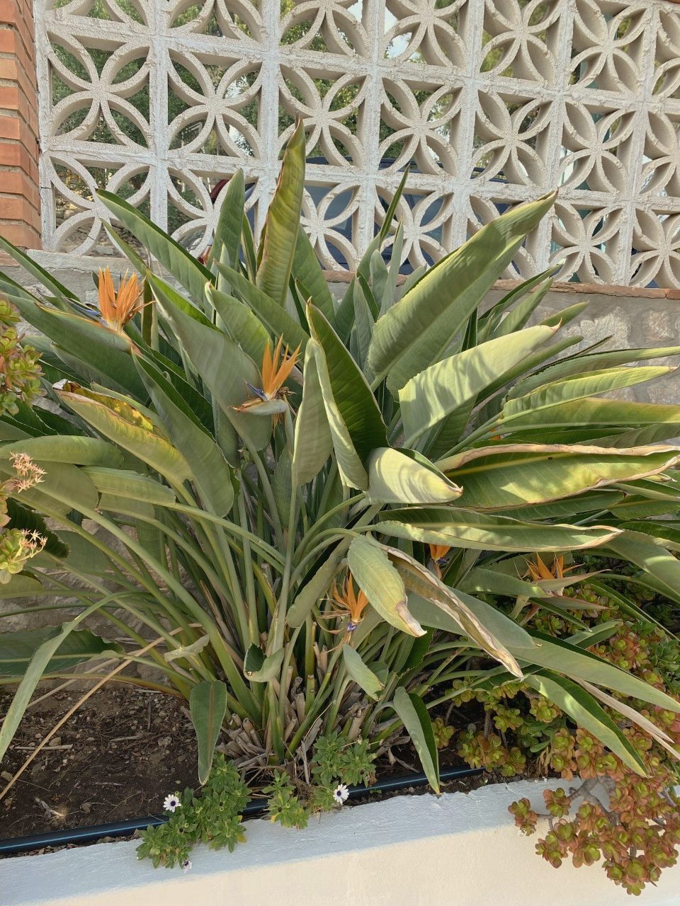 Plants in the botanical garden